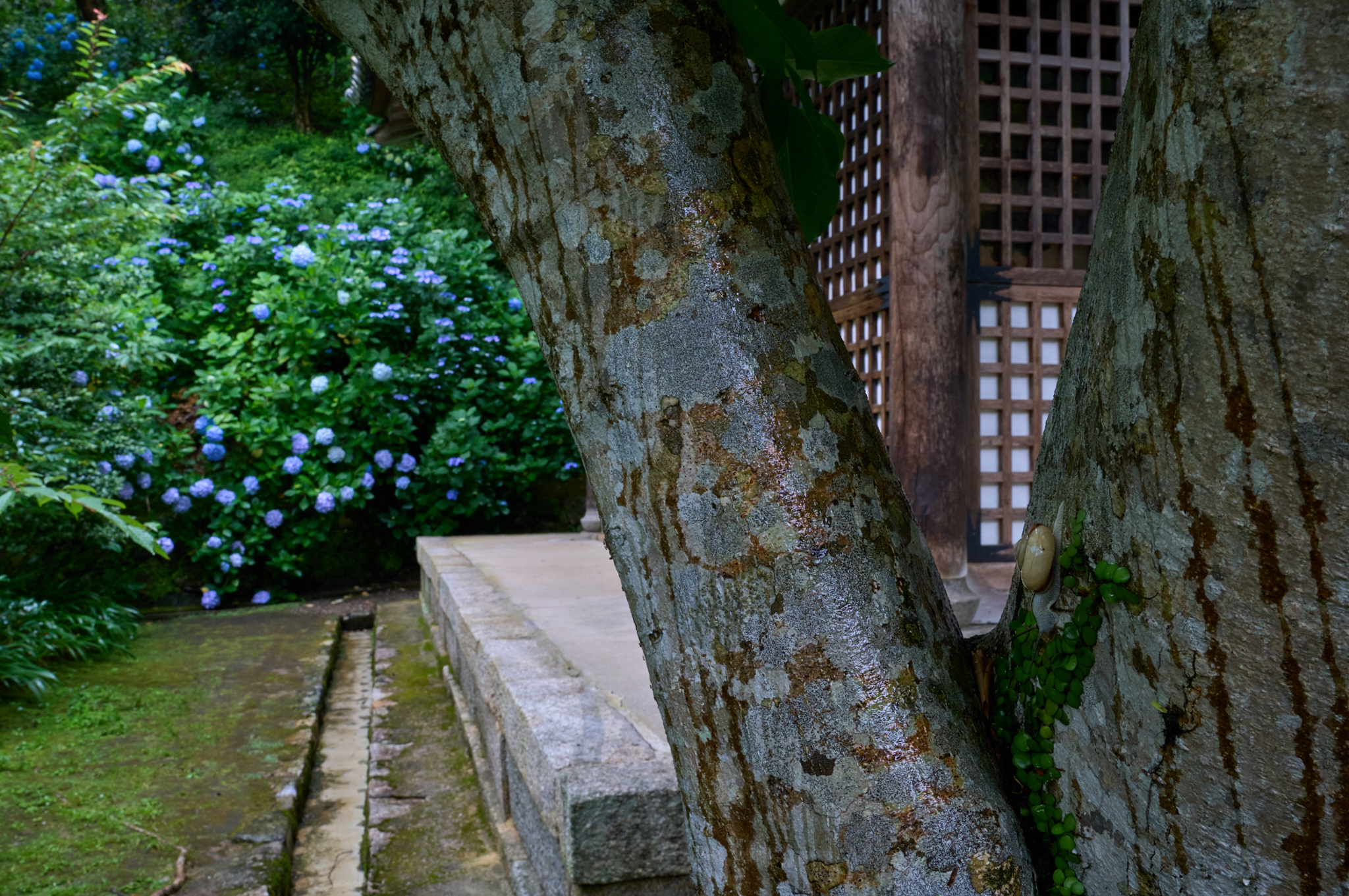 https://www.yaotomi.co.jp/blog/walk/SDIM8260co%2C31%20mm%2CF16%2Ciso1250%2CSIGMA%20fp%20L.jpg
