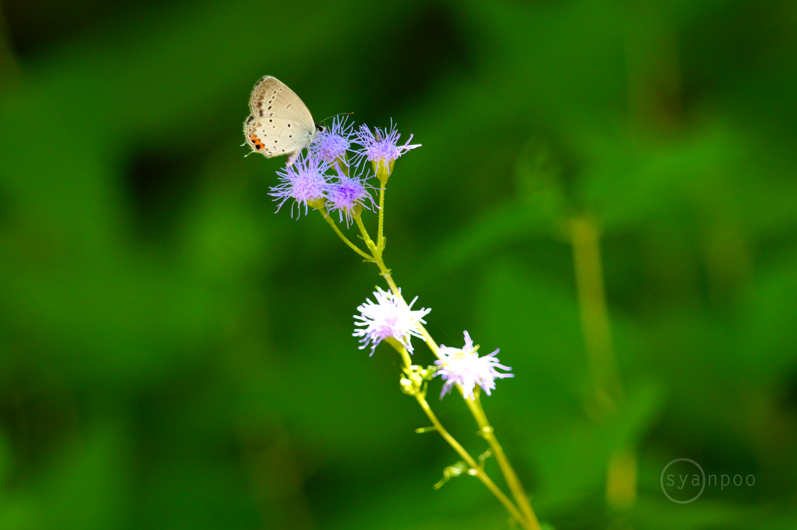 https://www.yaotomi.co.jp/blog/walk/SDIM8274%2C492%20mm%2CF7.1%2Ciso2500%28JPEG%29.jpg