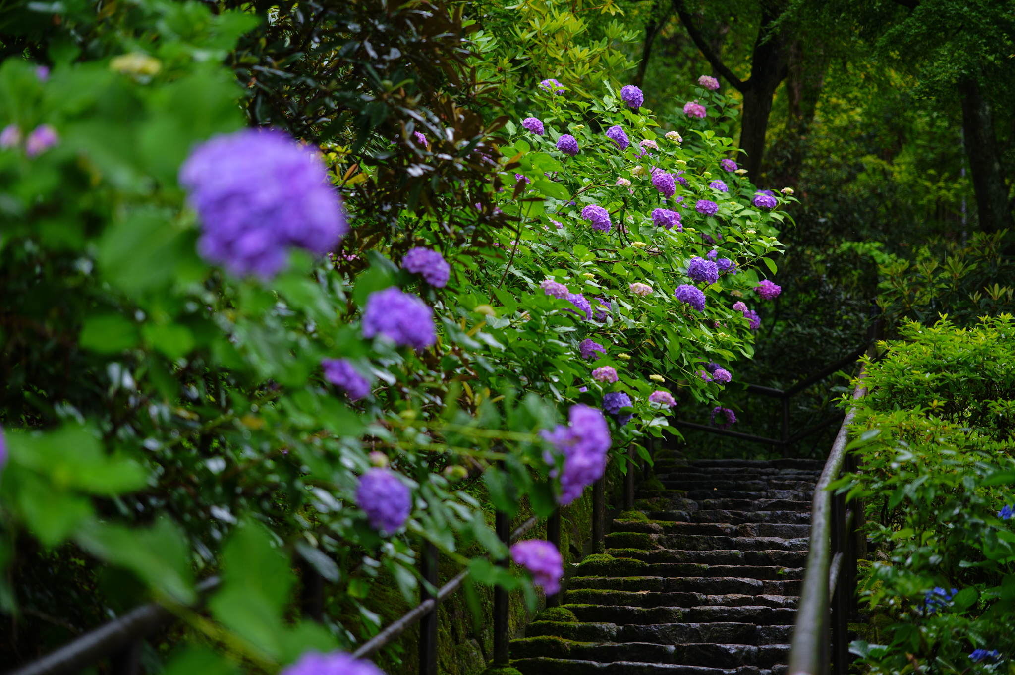 https://www.yaotomi.co.jp/blog/walk/SDIM8275co%2C105%20mm%2CF2.8%2Ciso100%2CSIGMA%20fp%20L.jpg