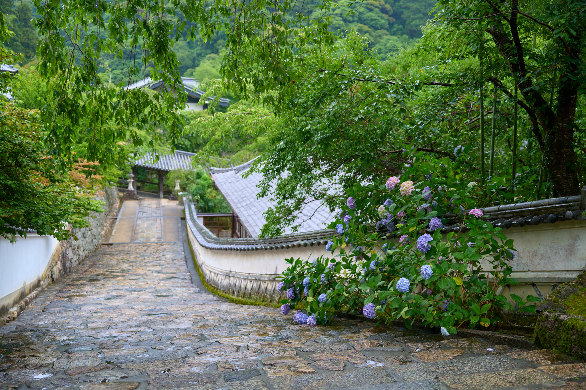 https://www.yaotomi.co.jp/blog/walk/SDIM8293co%2C43%20mm%2CF2.8%2Ciso100%2CSIGMA%20fp%20L.jpg