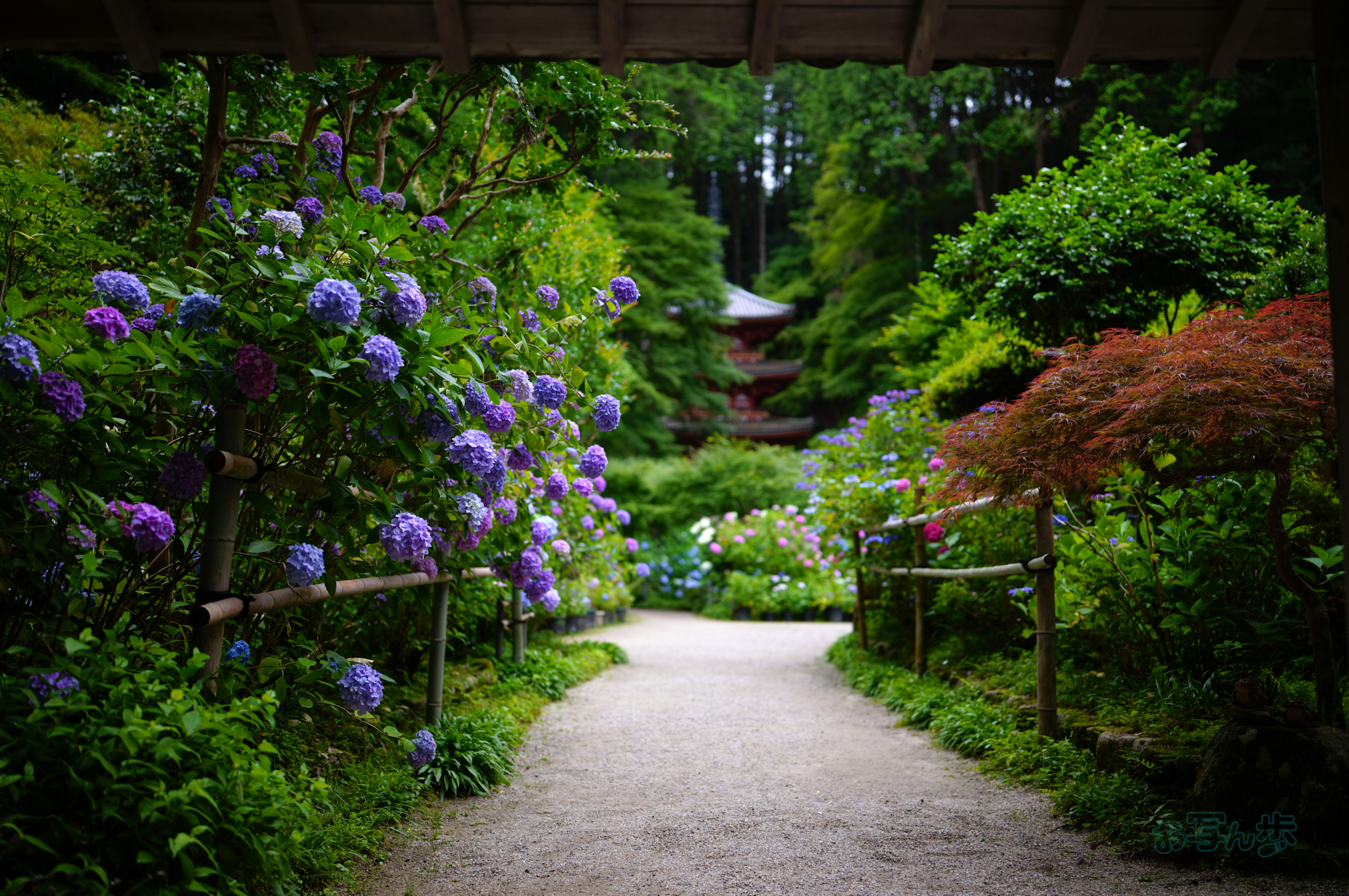 https://www.yaotomi.co.jp/blog/walk/SDIM8656co%2C35%20mm%2CF1.2%2Ciso100%2C35mm%20F1.2%20DG%20II%20%20Art%20025.jpg