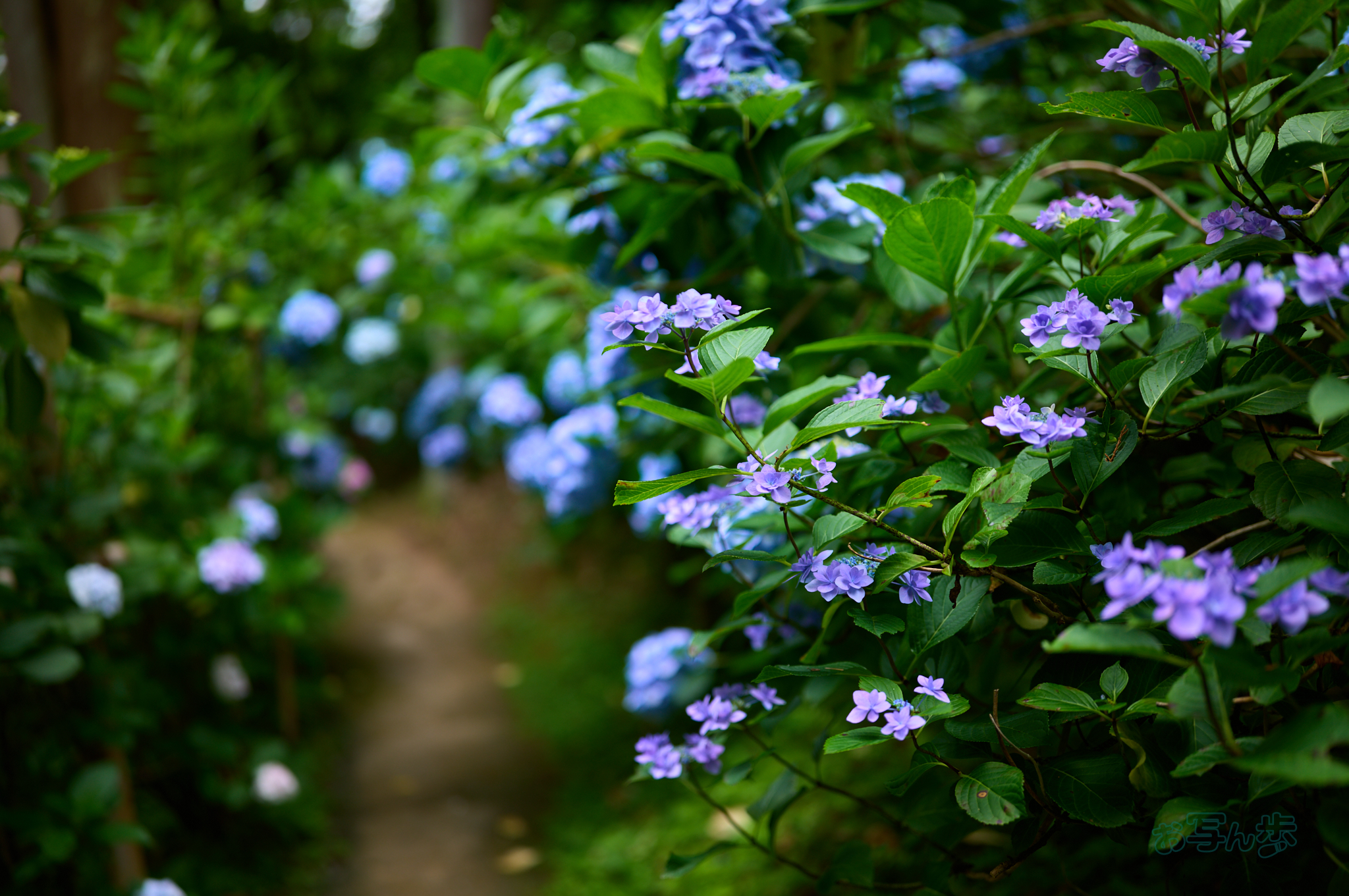https://www.yaotomi.co.jp/blog/walk/SDIM8768co%2C35%20mm%2CF1.2%2Ciso100%2CSIGMA%20fp%20L.jpg