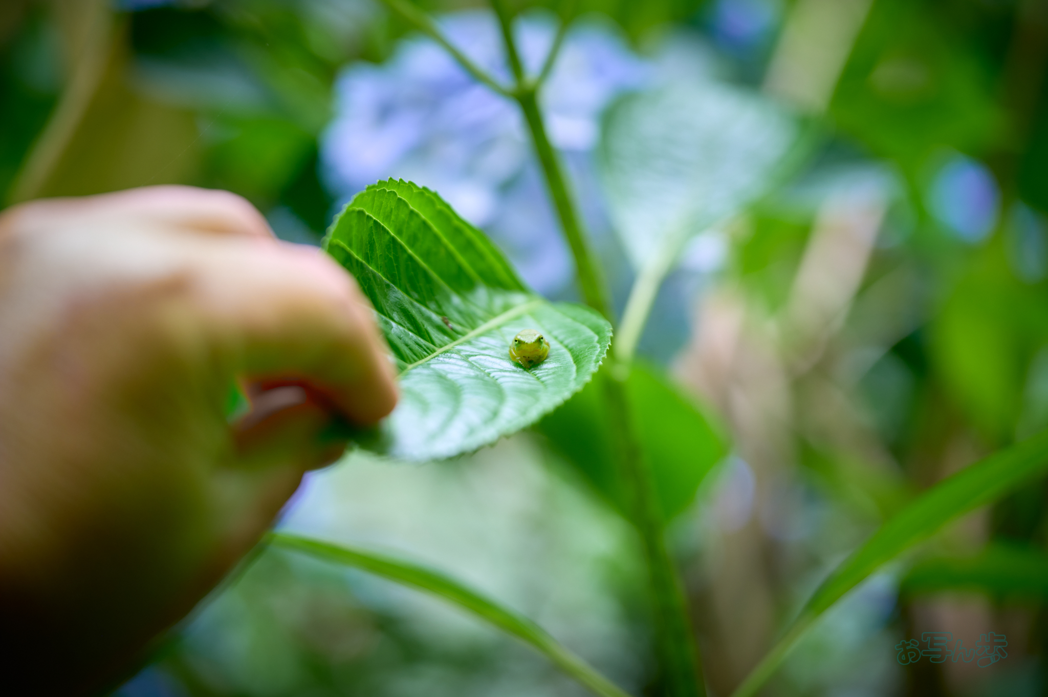 https://www.yaotomi.co.jp/blog/walk/SDIM8871co%2C70%20mm%2CF2.8%2Ciso100%2CSIGMA%20fp%20L.jpg