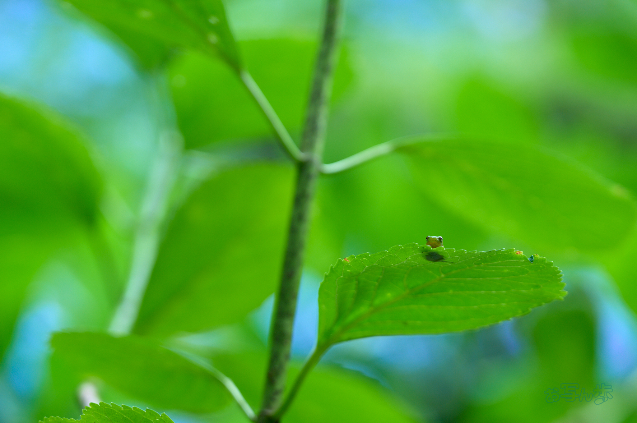 https://www.yaotomi.co.jp/blog/walk/SDIM8887co%2C119%20mm%2CF2.8%2Ciso200%2CSIGMA%20fp%20L_1.jpg