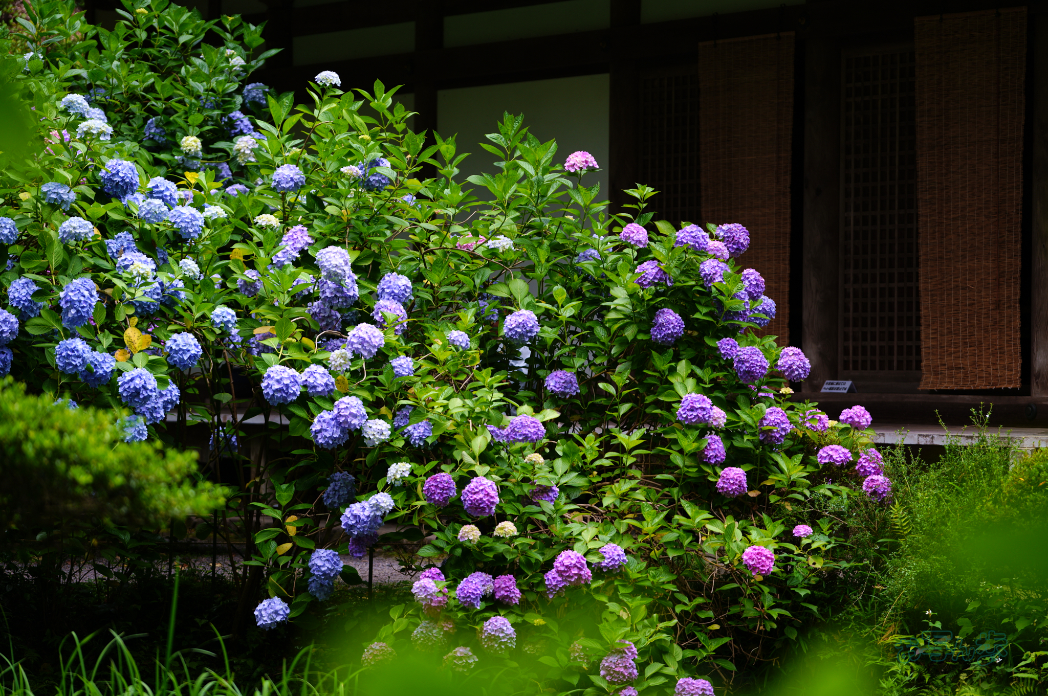 https://www.yaotomi.co.jp/blog/walk/SDIM8894co%2C131%20mm%2CF2.8%2Ciso100%2CSIGMA%20fp%20L.jpg