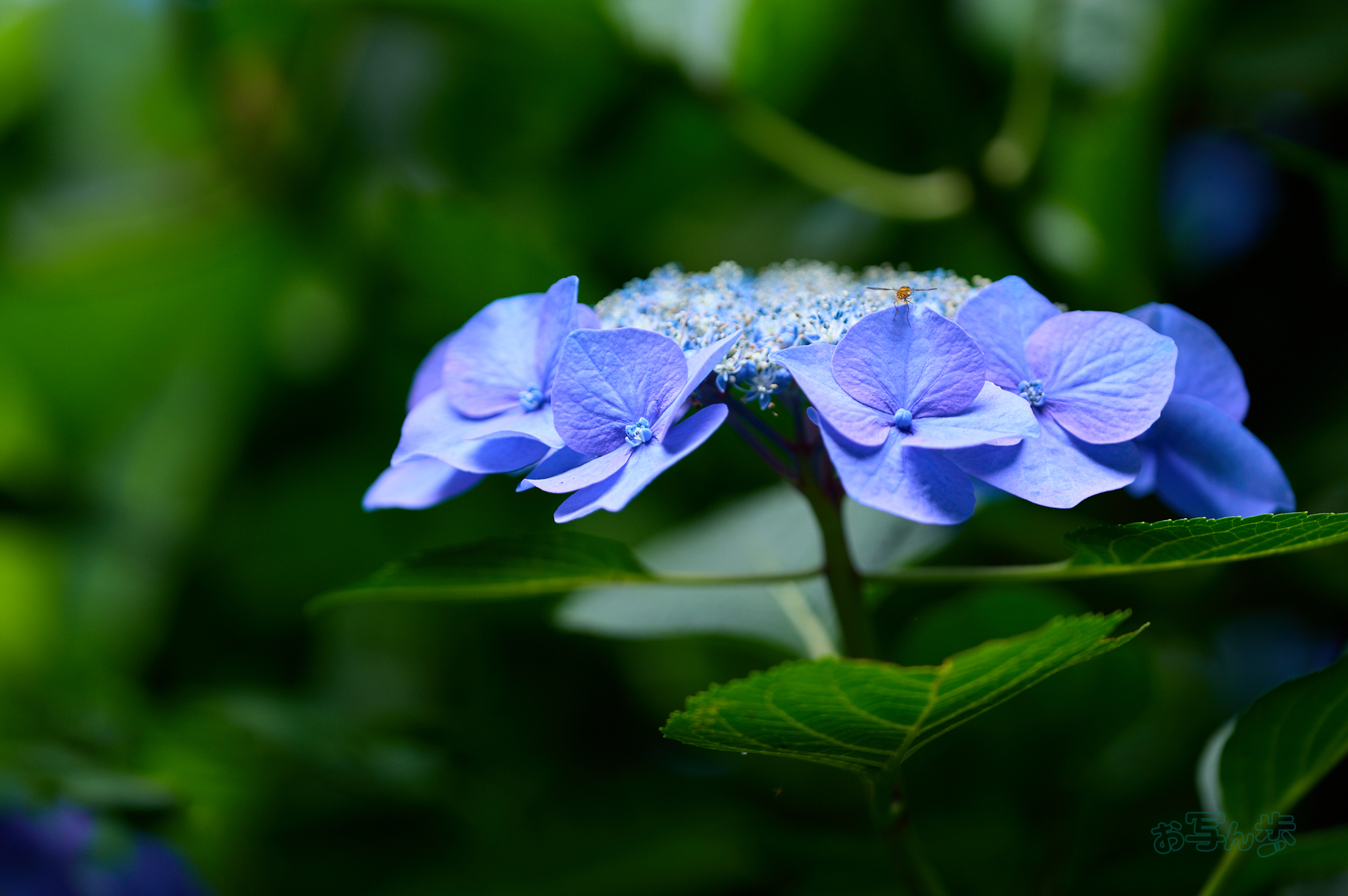 https://www.yaotomi.co.jp/blog/walk/SDIM8980co%2C194%20mm%2CF2.8%2Ciso160%2CSIGMA%20fp%20L.jpg