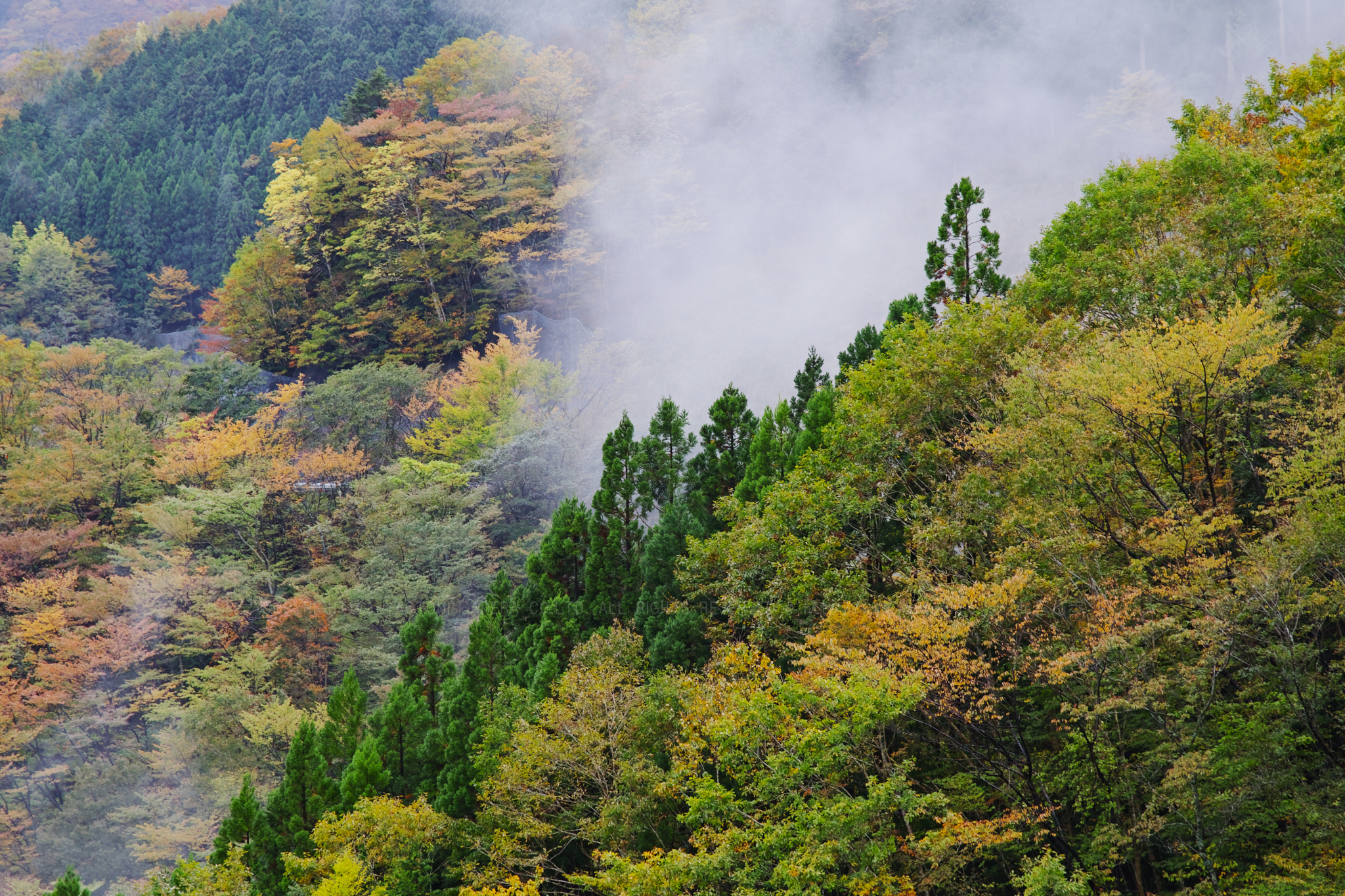 https://www.yaotomi.co.jp/blog/walk/SDQH0767_105%20mm%28F6.3%29iso100_2018yaotomi.jpg