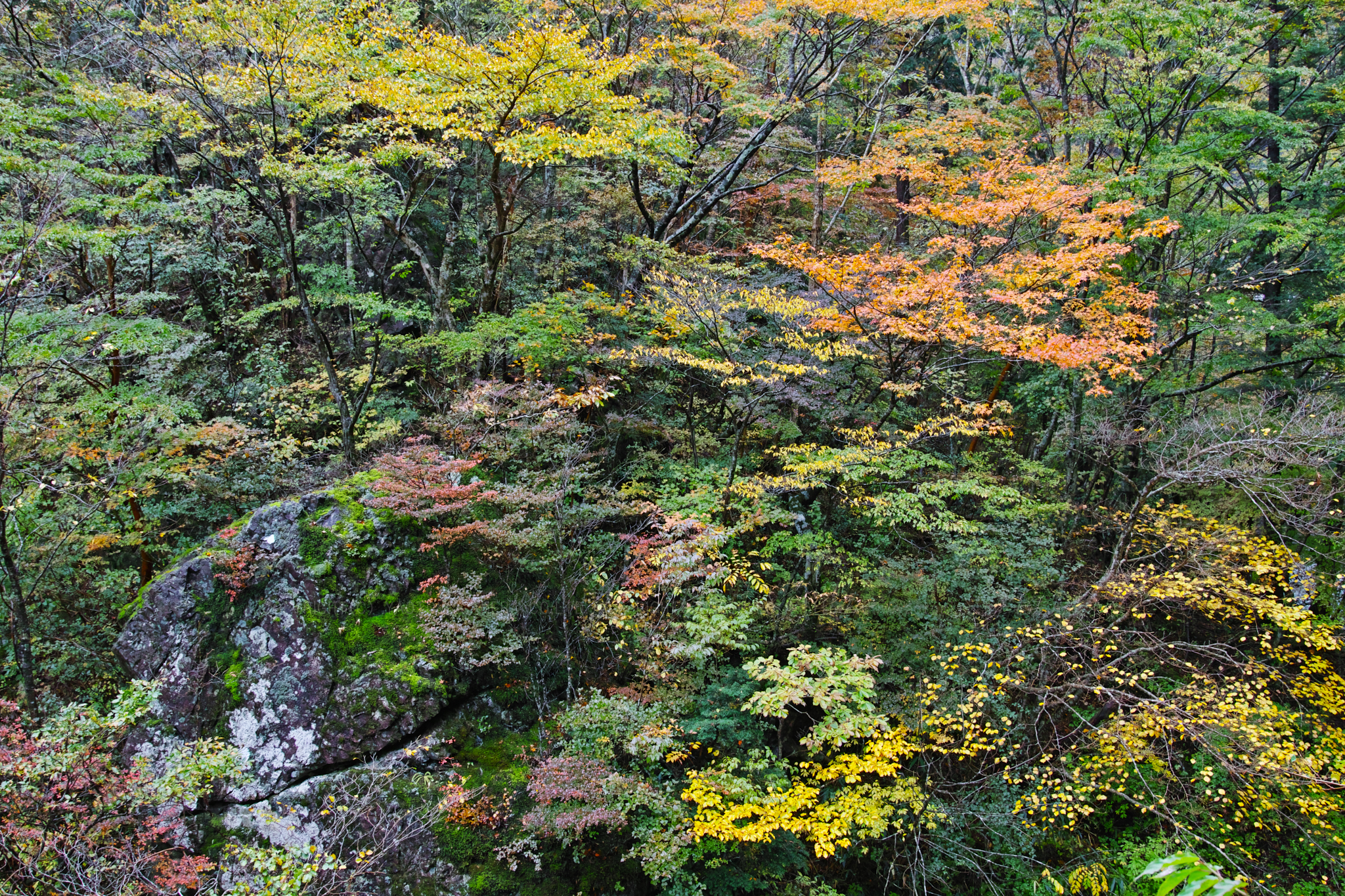 https://www.yaotomi.co.jp/blog/walk/SDQH0819_31%20mm%28F8%29iso100_2018yaotomi%202.jpg