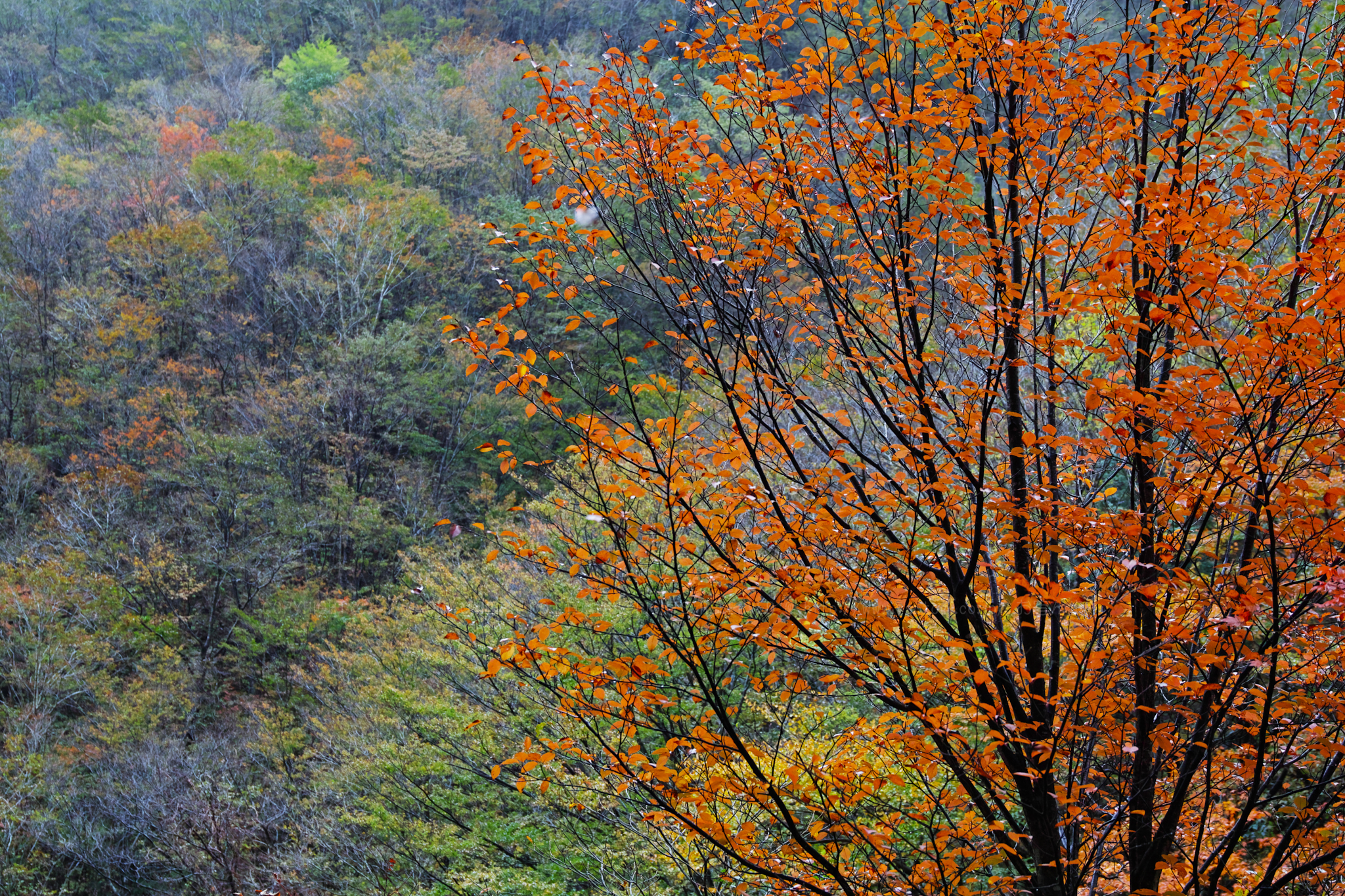 https://www.yaotomi.co.jp/blog/walk/SDQH0823_51%20mm%28F4.5%29iso100_2018yaotomi.jpg