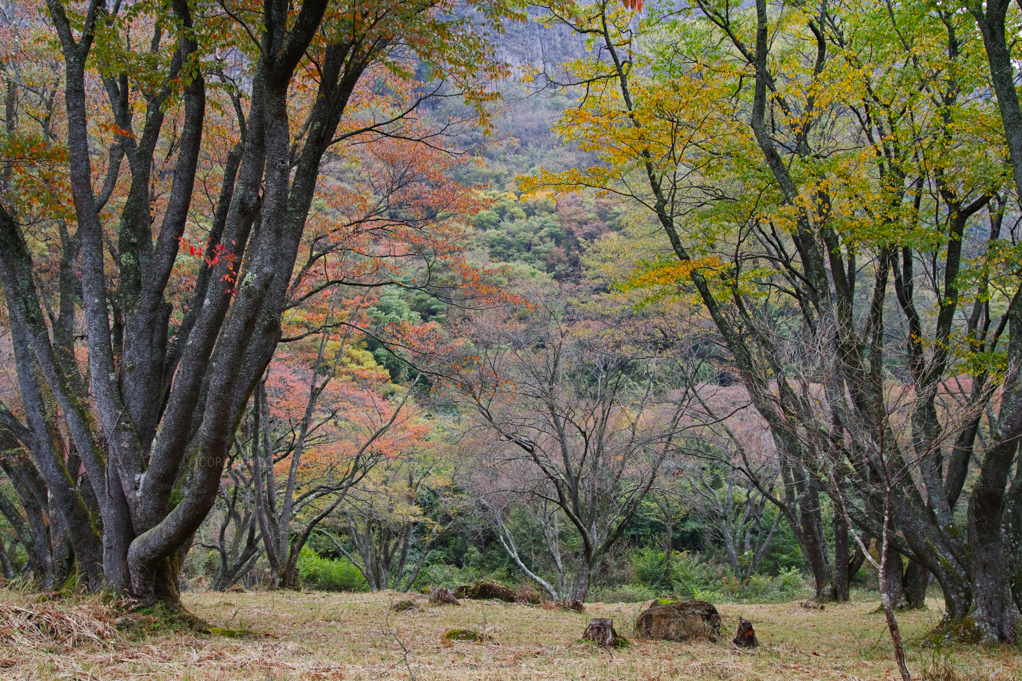 https://www.yaotomi.co.jp/blog/walk/SDQH0894_31%20mm%28F10%29iso100_2018yaotomi.jpg