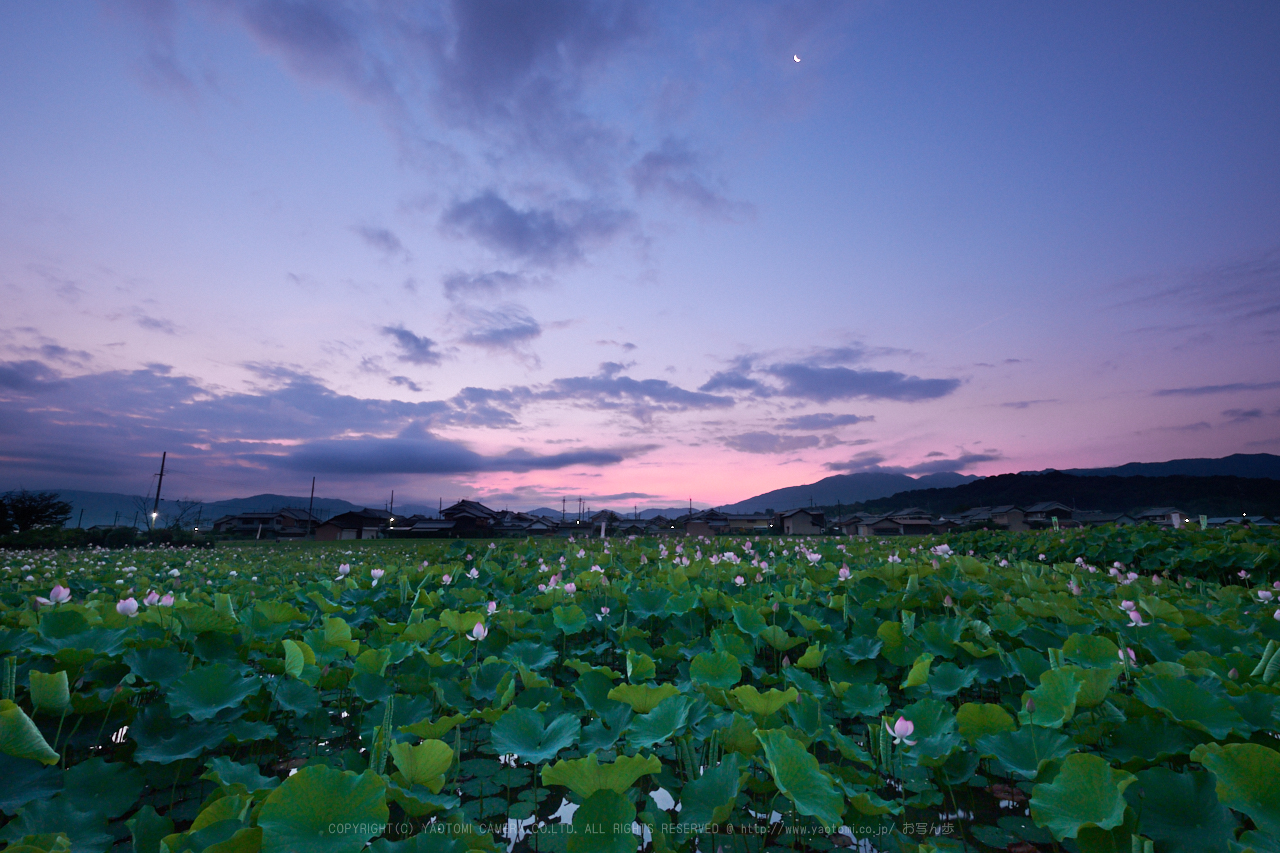 https://www.yaotomi.co.jp/blog/walk/XT2F2904%2C10%20mm_2017yaotomi.jpg