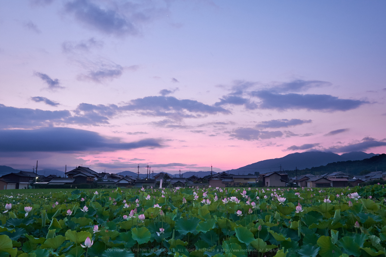 https://www.yaotomi.co.jp/blog/walk/XT2F2909%2C19%20mm_2017yaotomi%201.jpg