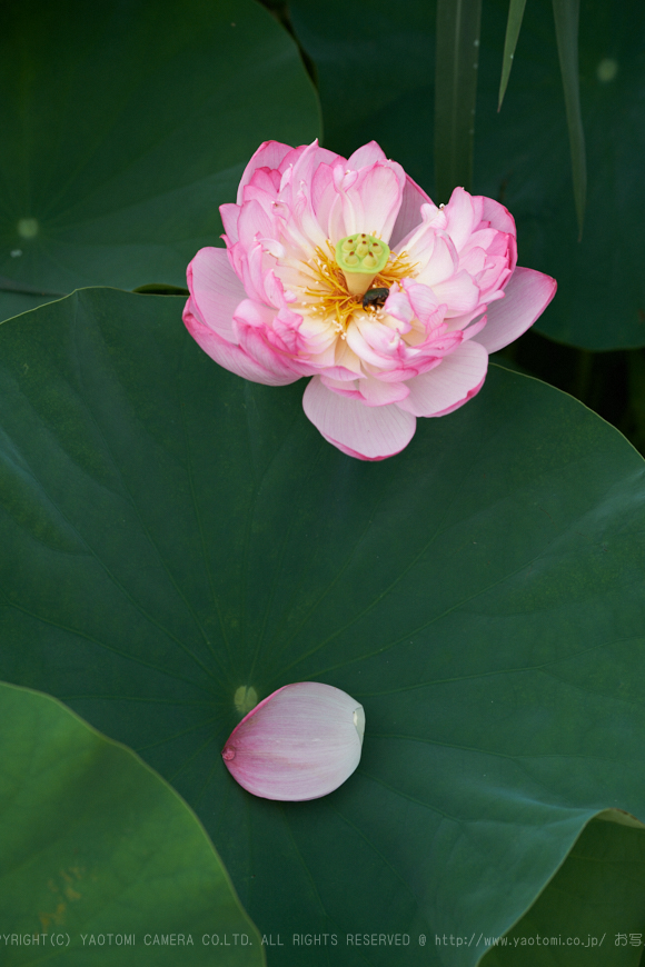 XT2F3197,50 mm_2017yaotomi.jpg