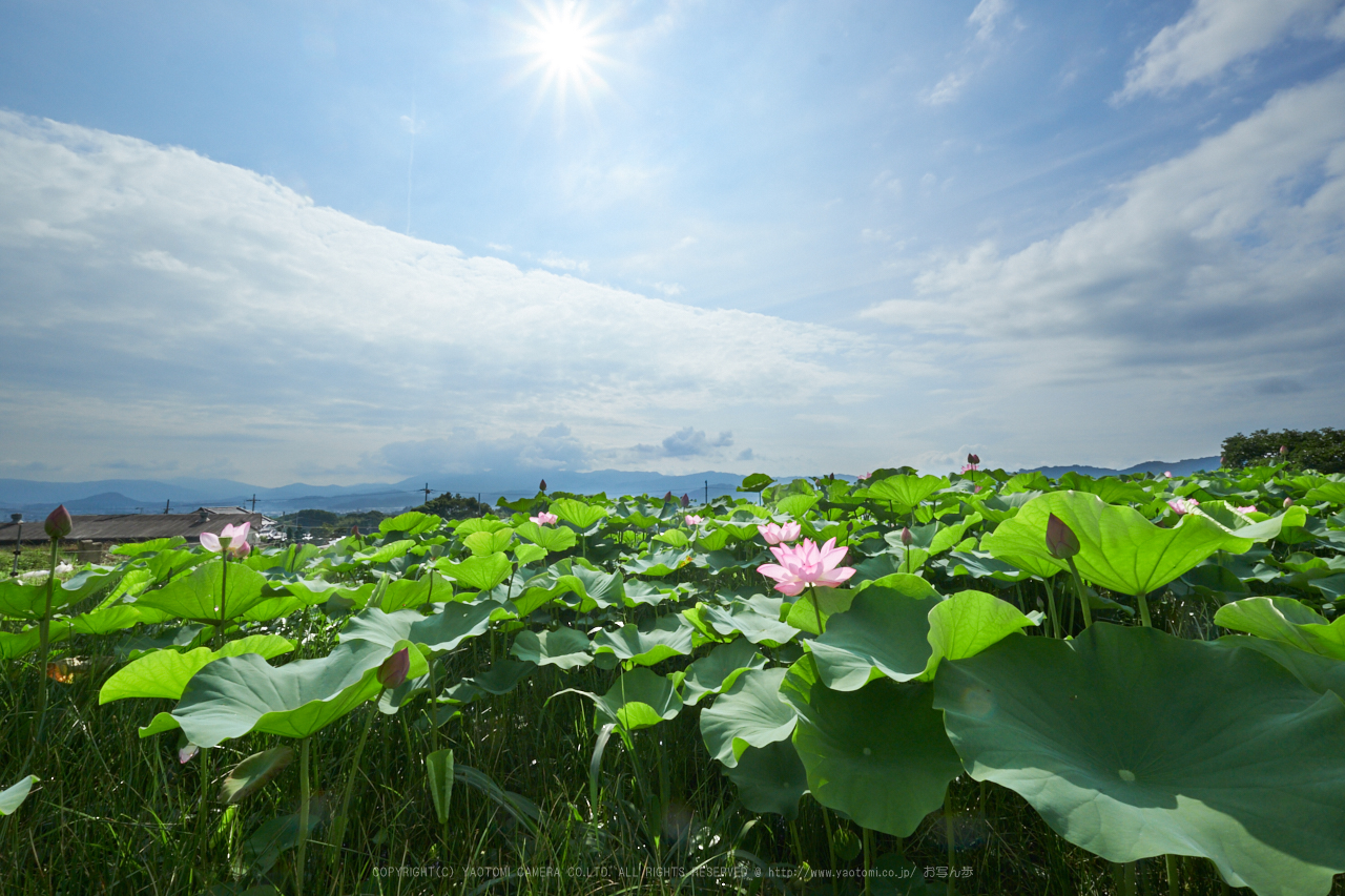 https://www.yaotomi.co.jp/blog/walk/XT2F3213%2C10%20mm_2017yaotomi%203.jpg