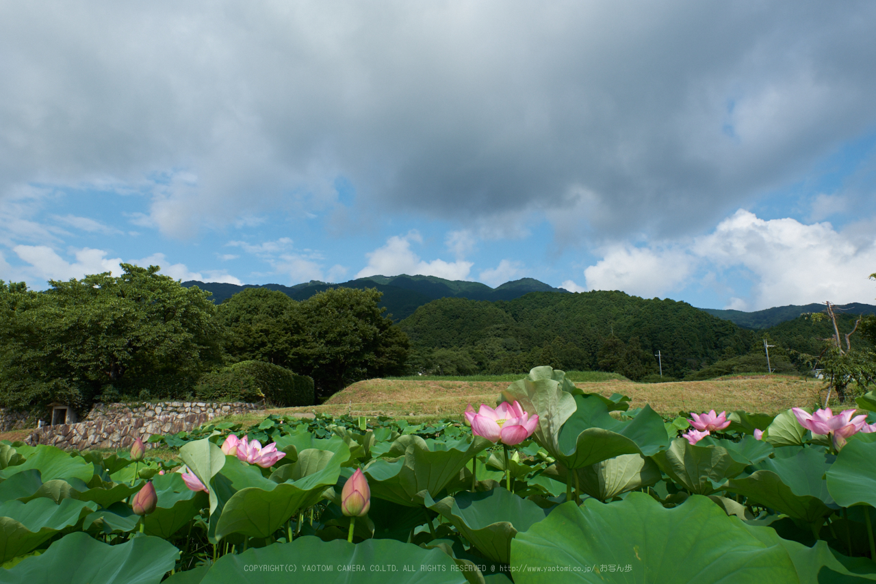 https://www.yaotomi.co.jp/blog/walk/XT2F3224%2C16%20mm_2017yaotomi.jpg