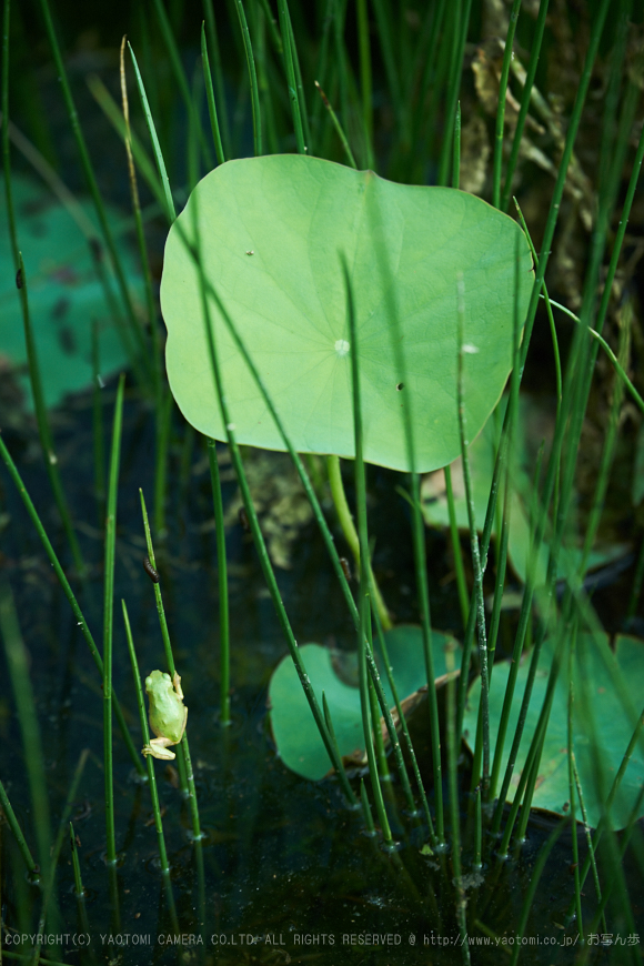 XT2F3284,140 mm_2017yaotomi.jpg