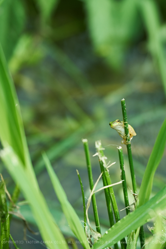 XT2F3302,140 mm_2017yaotomi 2.jpg