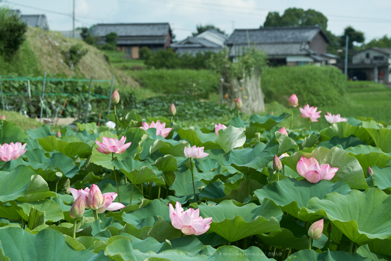 https://www.yaotomi.co.jp/blog/walk/XT2F3306%2C87%20mm_2017yaotomi.jpg