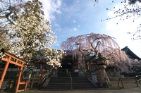 氷室神社_しだれ桜_2012_yaotomi_13.jpg