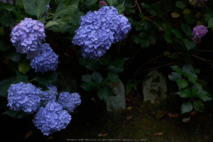 矢田寺 紫阳花(见顷) 2014 / fujifilm fujinon xf35mm f1.