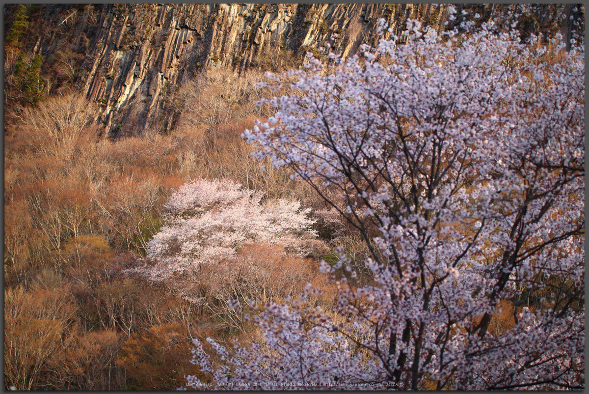 奈良 曽爾村屏風岩公苑 桜開花 16 Sigma 50 100mm F1 8 Dc Hsm Art With Canon Eos 80d お写ん歩