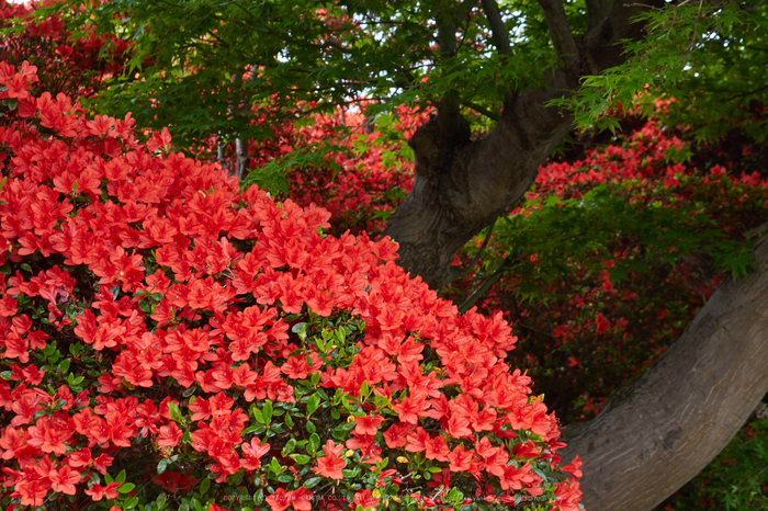 長岡天満宮,キリシマツツジ_P4260059,2017yaotomi.jpg