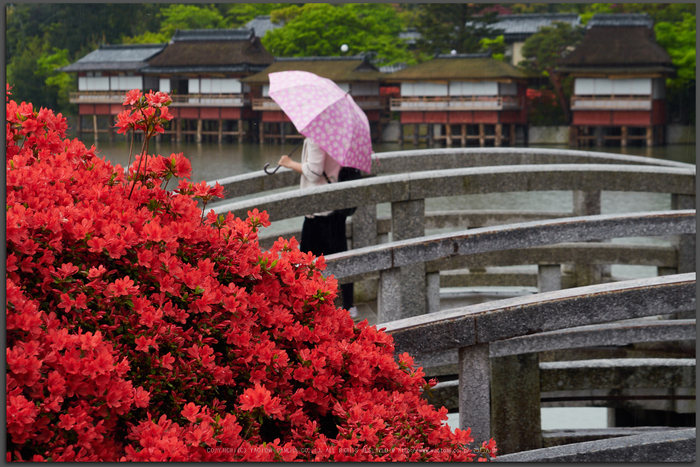 長岡天満宮,キリシマツツジ_P4260066,2017yaotomi_T.jpg