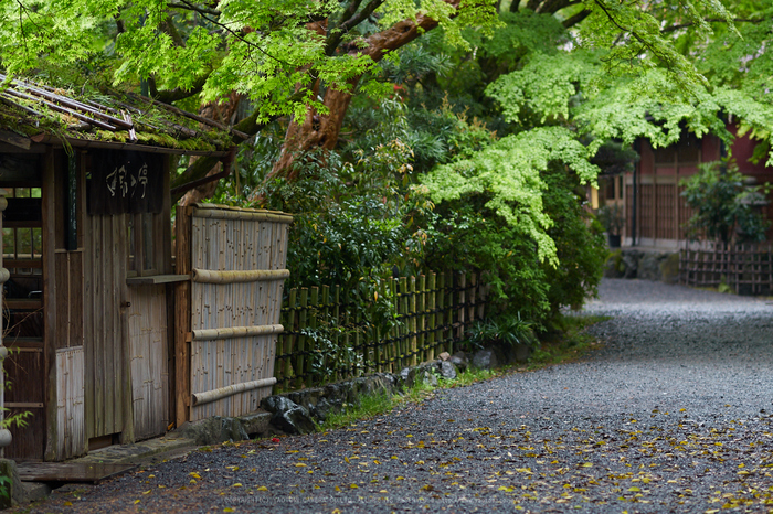 長岡天満宮,キリシマツツジ_P4260113,2017yaotomi.jpg