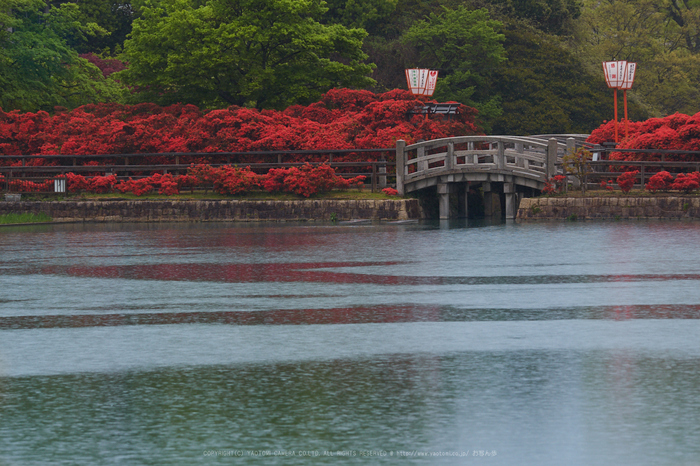 長岡天満宮,キリシマツツジ_P4260156,2017yaotomi.jpg