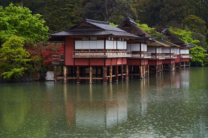 長岡天満宮,キリシマツツジ_P4260168,2017yaotomi.jpg