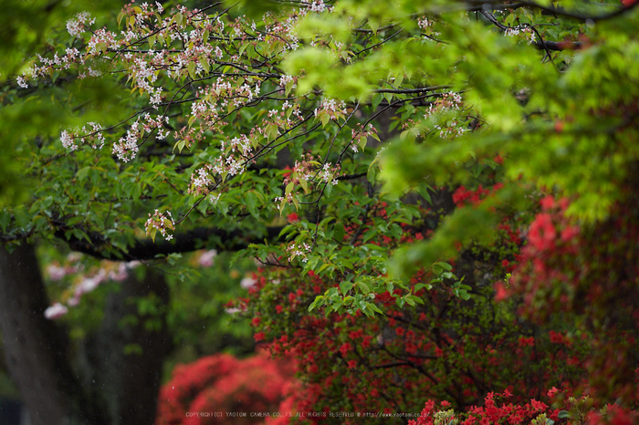 長岡天満宮,キリシマツツジ_P4260171,2017yaotomi.jpg