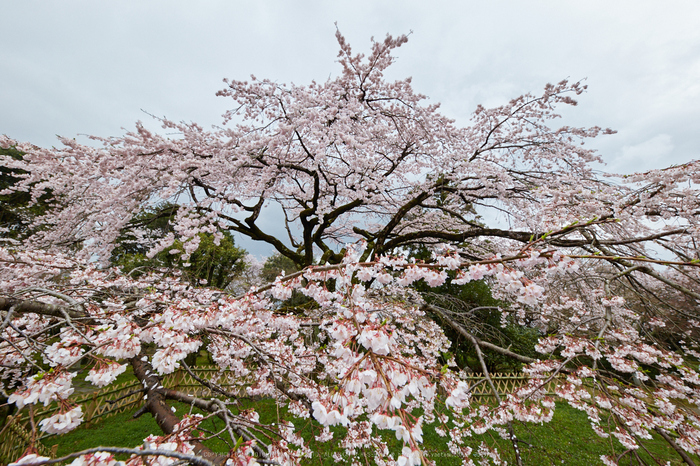 九品寺,桜_IMG_8635,2017yaotomi.jpg