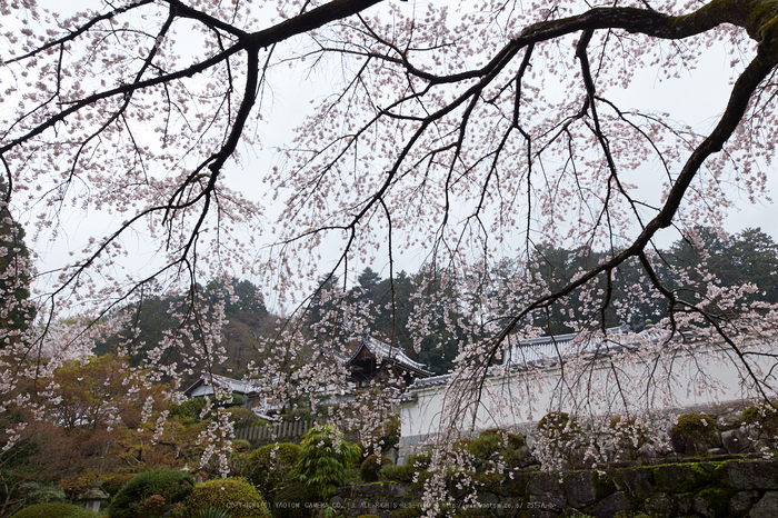 九品寺,桜_IMG_8664,2017yaotomi 1.jpg