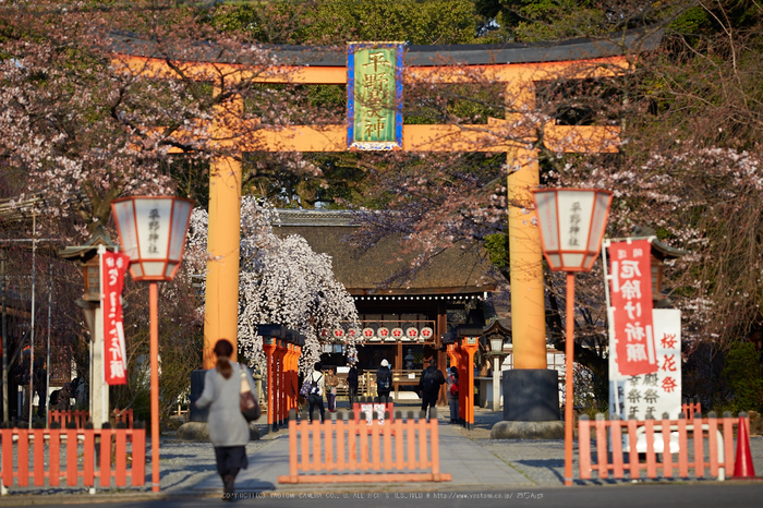 平野神社,桜_IMG_7871,2017yaotomi.jpg