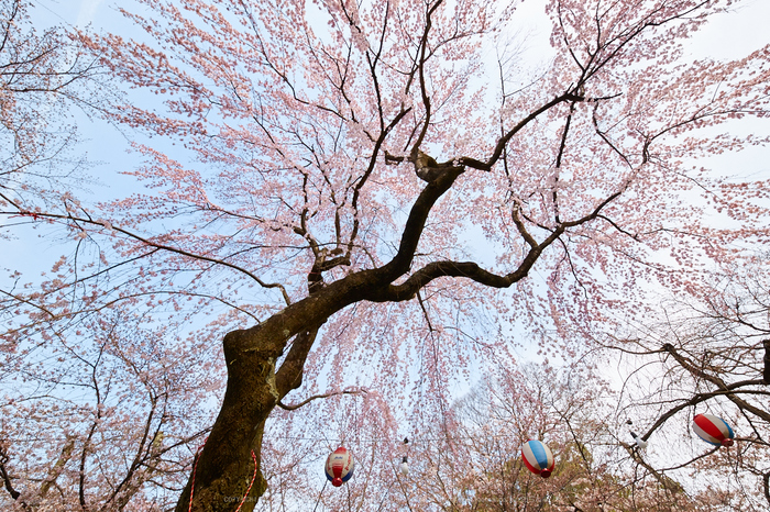 平野神社,桜_IMG_7977,2017yaotomi.jpg