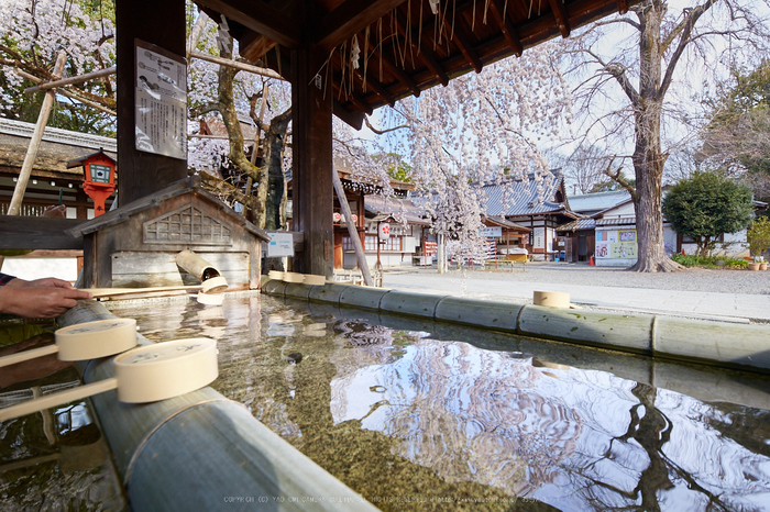 平野神社,桜_IMG_7985,2017yaotomi.jpg