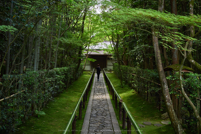 京都 木漏れ日と皐月躑躅の高桐院(後編) / OLYMPUS OM-D E-M5 京都 木漏れ日と皐月躑躅の高桐院(後編) / OLYMPUS OM-D E-M5
