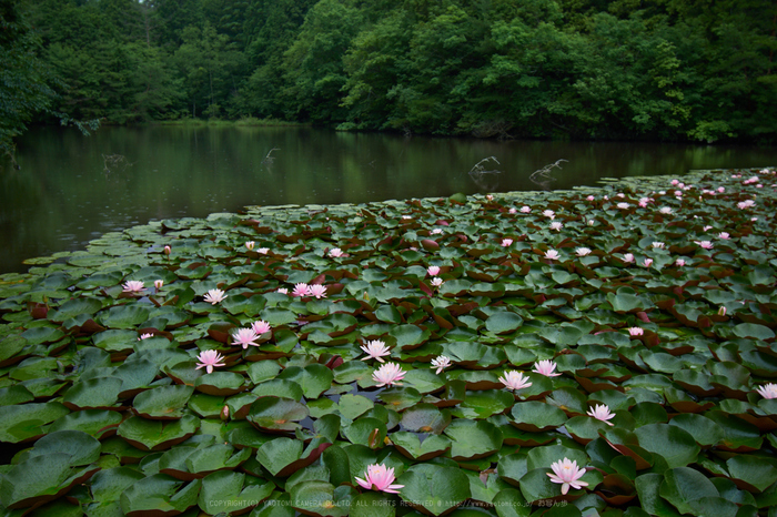 DSC_0023,20 mm_2017yaotomi.jpg