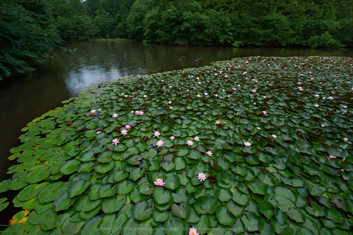 DSC_0031,10 mm_2017yaotomi 1.jpg