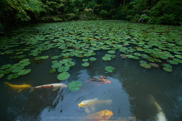 DSC_0122,10 mm_2017yaotomi.jpg