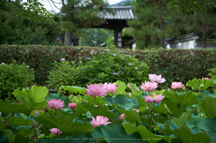 XT2F2132,56 mm_2017yaotomi.jpg