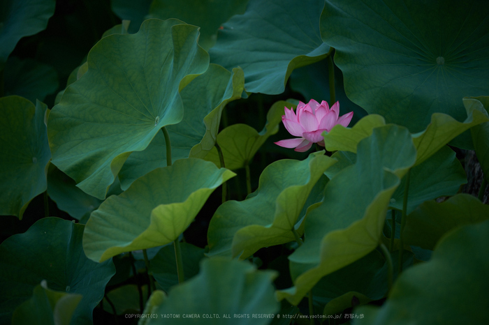 XT2F2191,140 mm_2017yaotomi.jpg