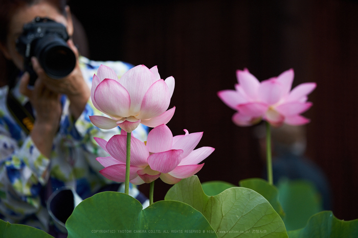 XT2F2526,140 mm_2017yaotomi.jpg