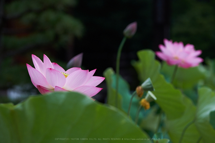 XT2F2544,134 mm_2017yaotomi.jpg