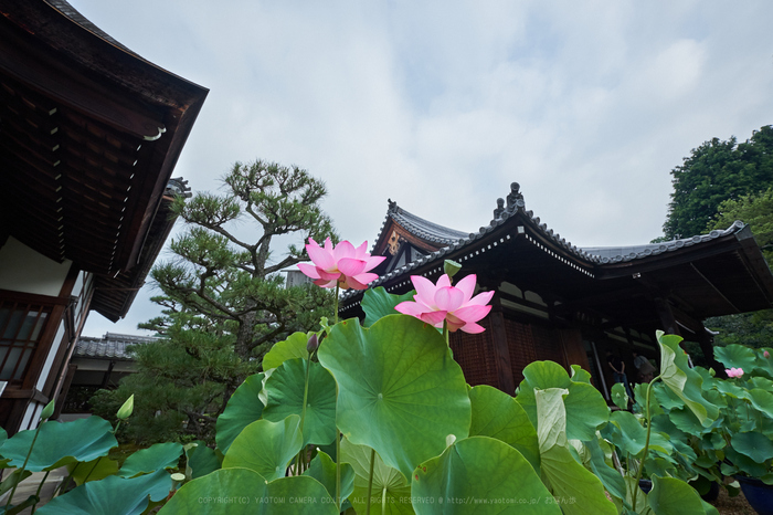 XT2F2553,10 mm_2017yaotomi.jpg