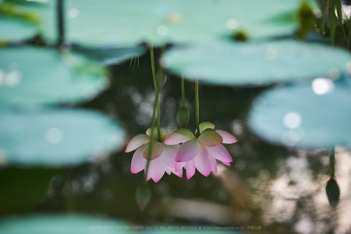 XT2F3066,140 mm_2017yaotomi.jpg