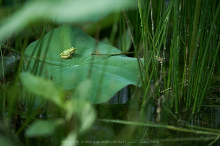 XT2F3249,140 mm_2017yaotomi.jpg