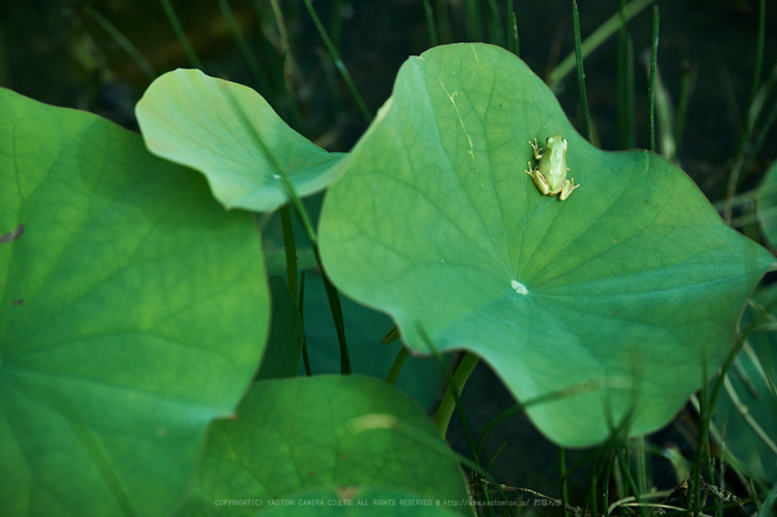 XT2F3280,140 mm_2017yaotomi.jpg