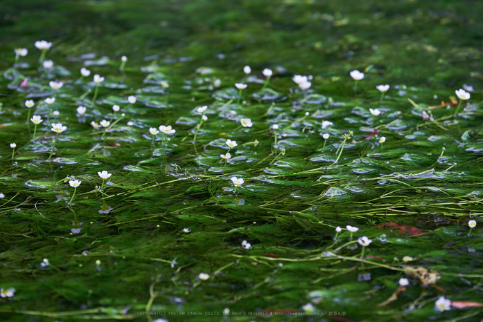 XT2F3610,140 mm_2017yaotomi.jpg