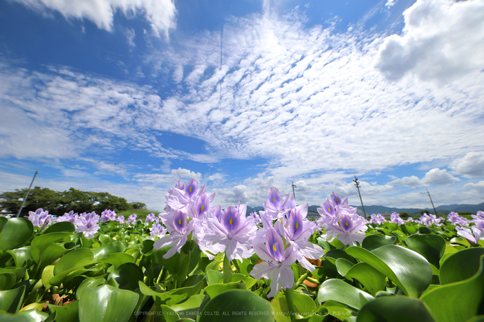 奈良 橿原 本薬師寺跡の布袋葵 ホテイアオイ 17 Sigma 12 24mm F4 Dg Hsm Art With Canon Eos 6dmarkii お写ん歩